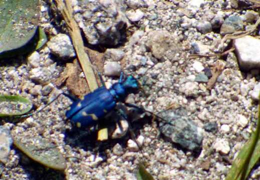 Image of Cicindela (Cicindela) depressula depressula Casey 1897