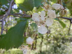 Crataegus submollis Sarg. resmi