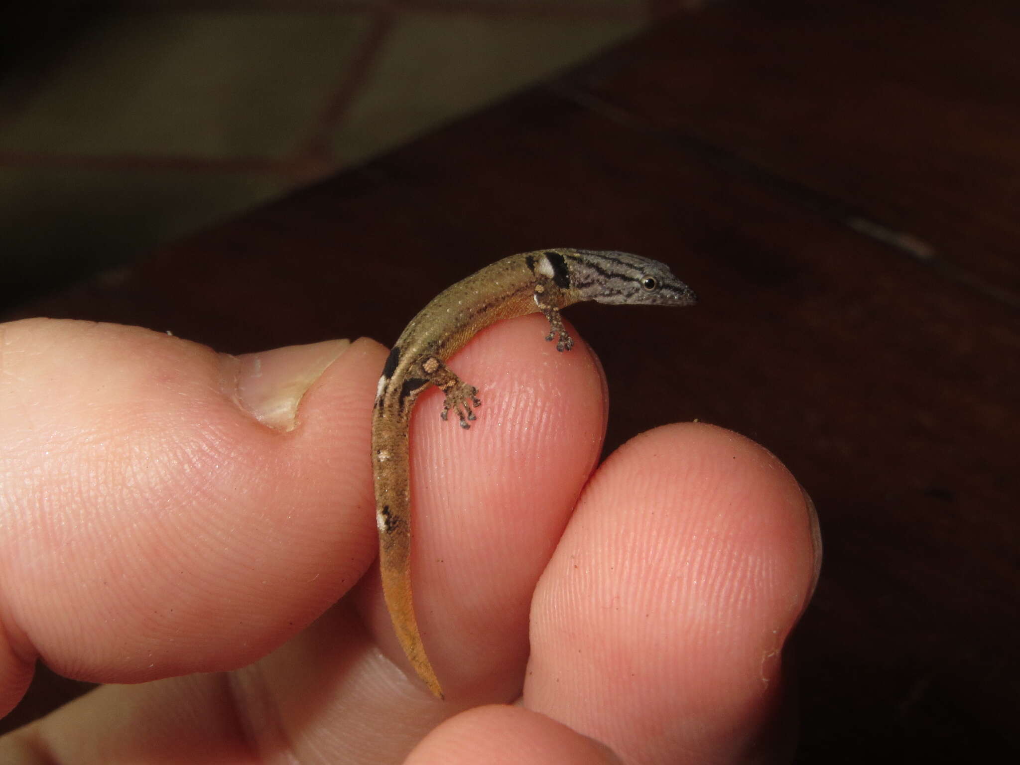 Image of Sphaerodactylus millepunctatus Hallowell 1861