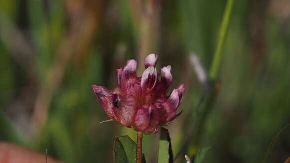 Trifolium depauperatum var. stenophyllum (Nutt.) McDermott的圖片