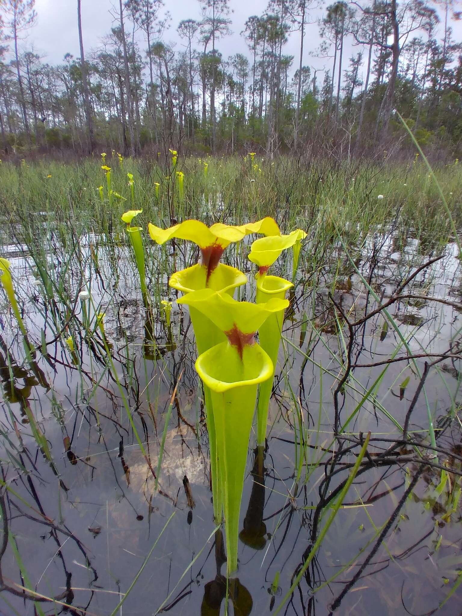 Image of Sarracenia flava var. rugelii (Shuttlew. ex DC.) Mast.