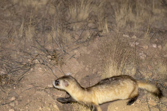 Image of Black-footed Ferret