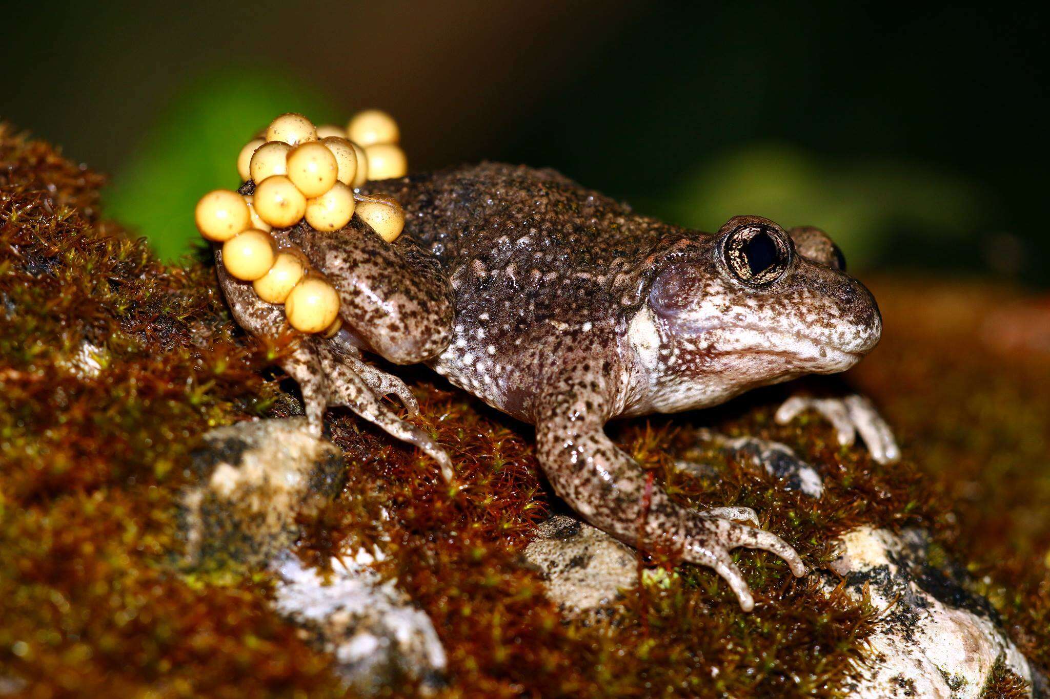 Image of Midwife toads