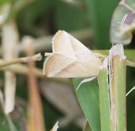 Image of Straight-lined Seed Moth