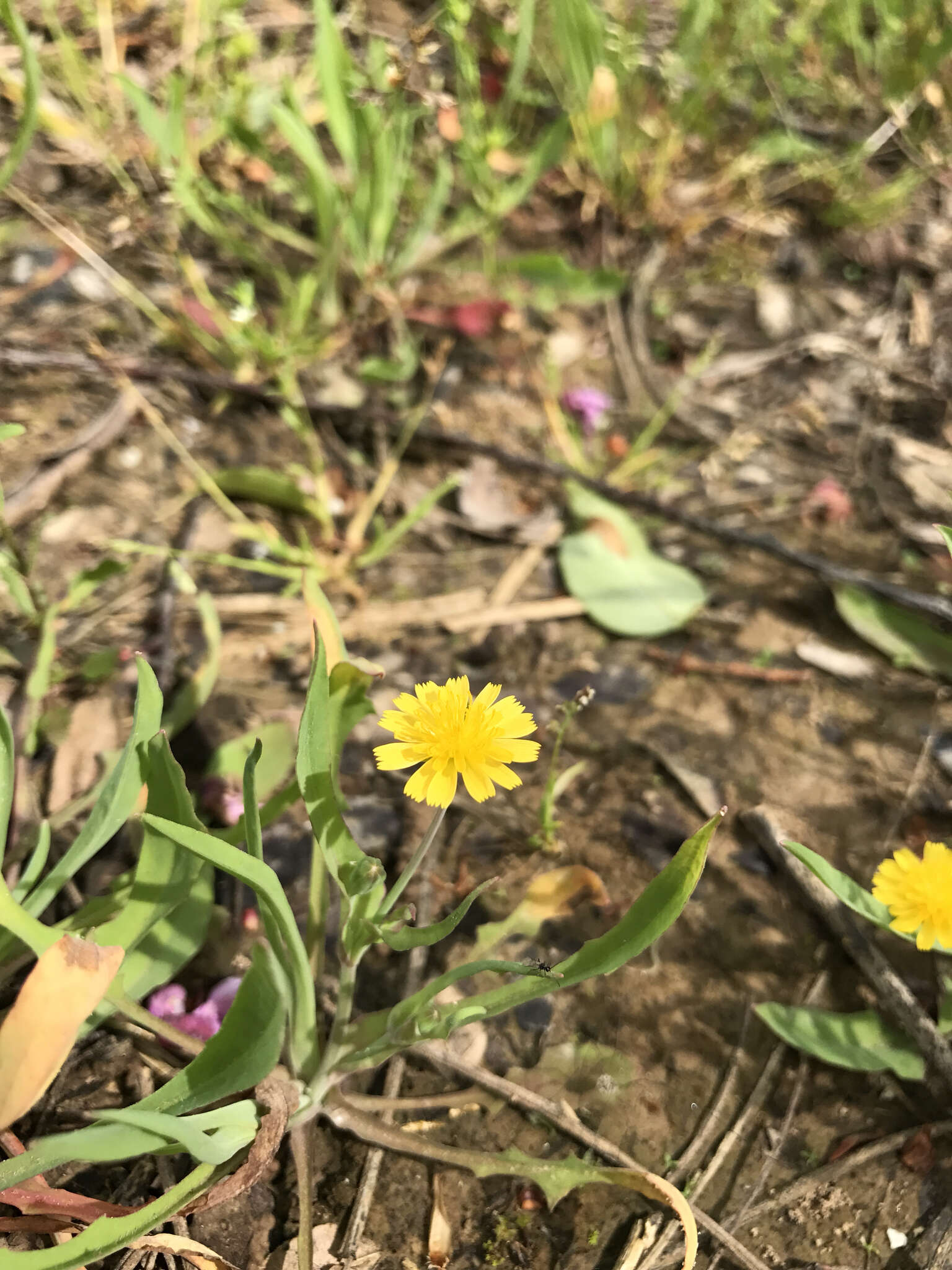 Image of Dwarf Dandelion