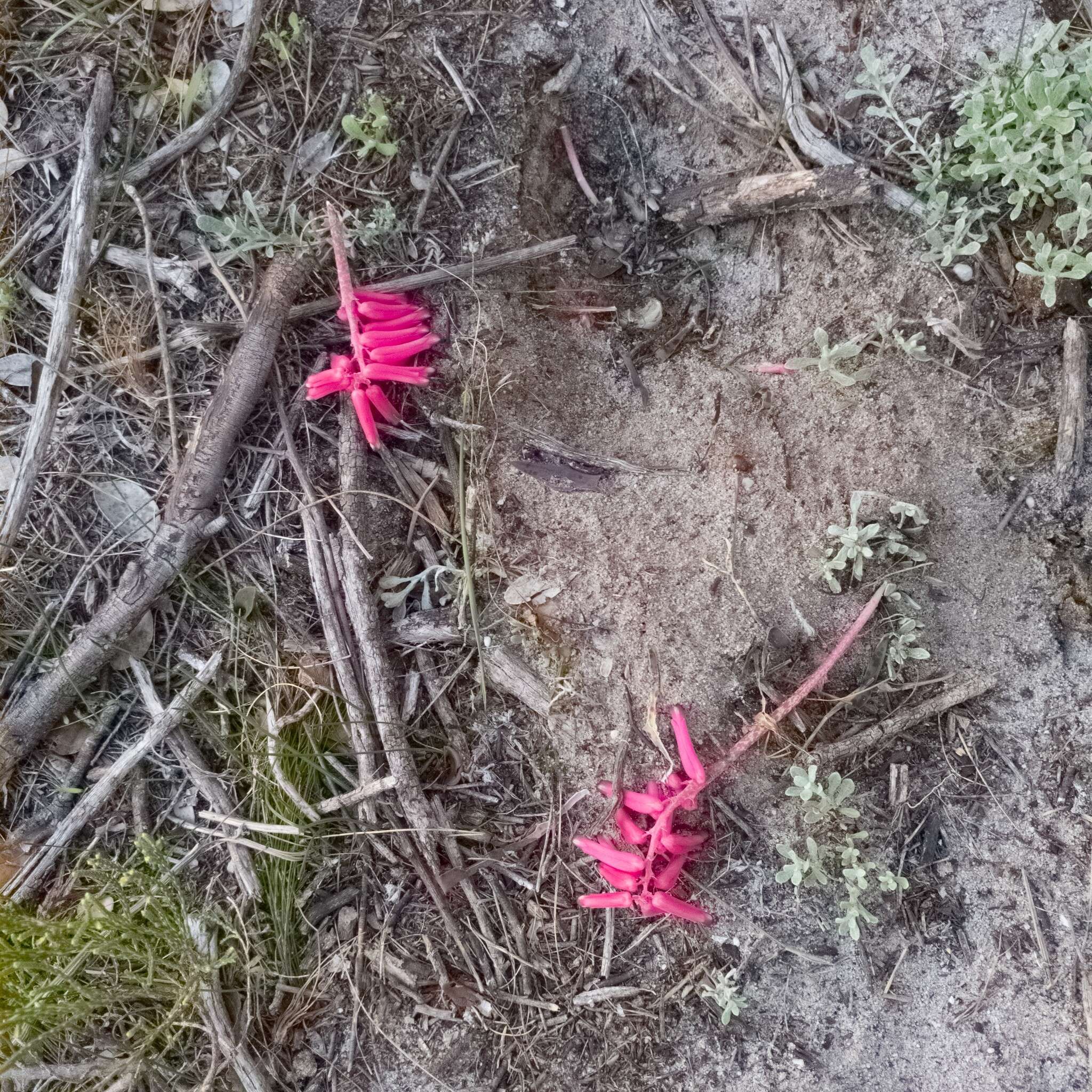 Image of Lachenalia punctata Jacq.