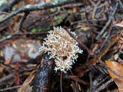 Ramaria pinicola (Burt) Corner 1961 resmi