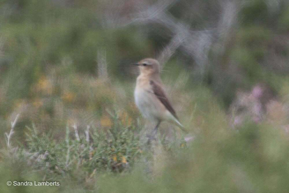 Image of Isabelline Wheatear