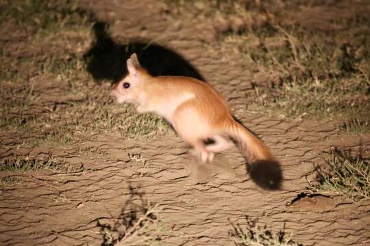 Image of East African Spring Hare