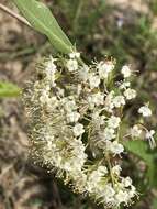 Viburnum nudum var. cassinoides (L.) Torr. & A. Gray的圖片