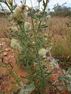 Ptilotus clementii (Farmar) Benl的圖片