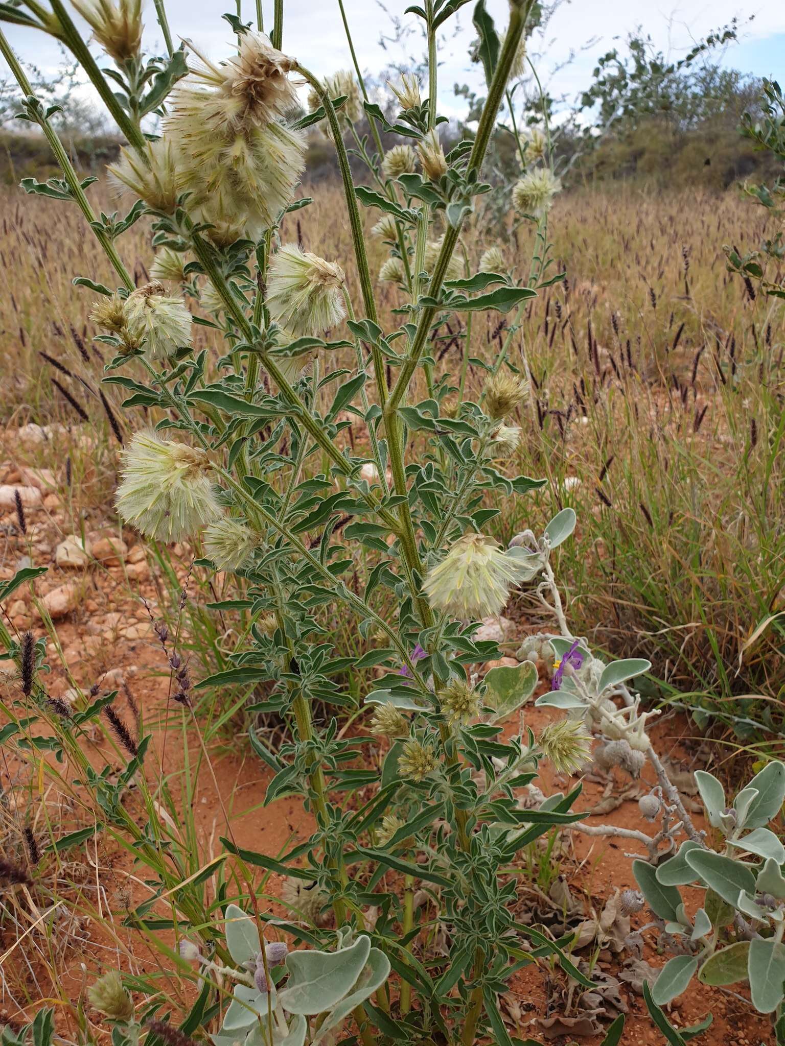 Image of Ptilotus clementii (Farmar) Benl