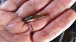 Image of Purple-spotted gudgeon