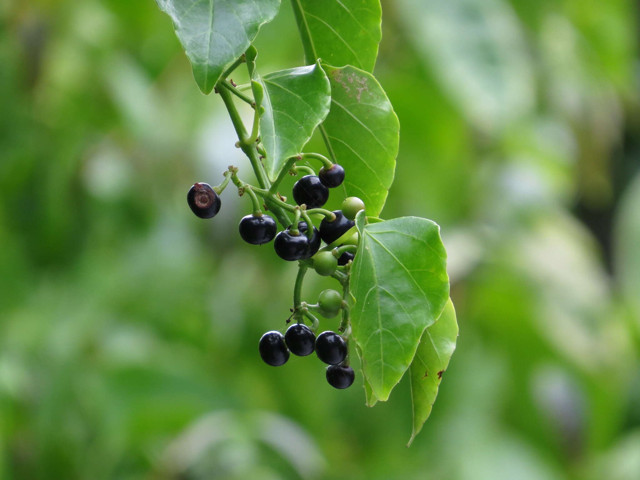 Image de Cissus hastata (Miq.) Planch.