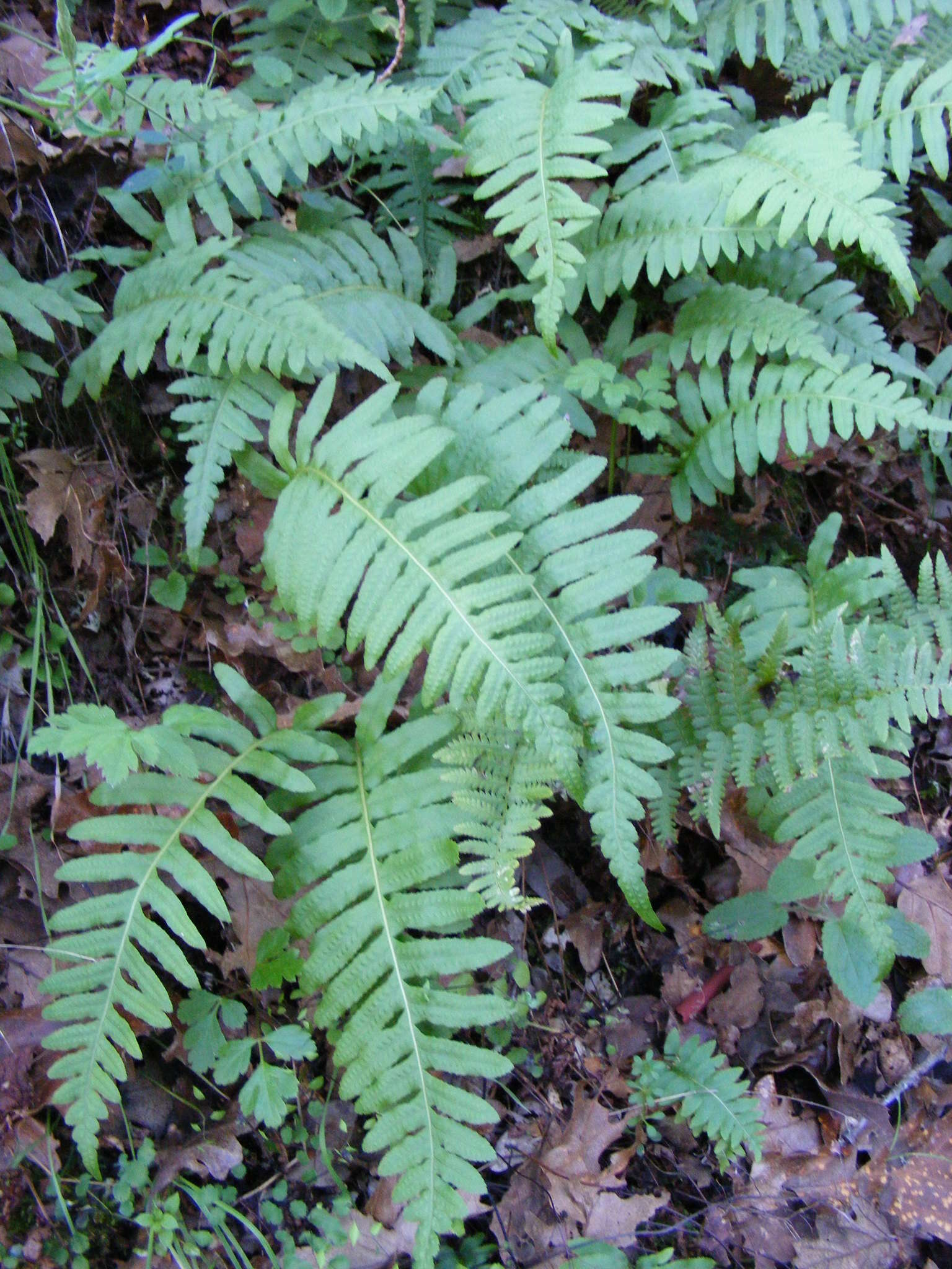 Polypodium calirhiza S. A. Whitmore & A. R. Smith的圖片