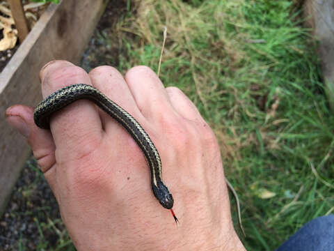 Image of Northwestern Garter Snake