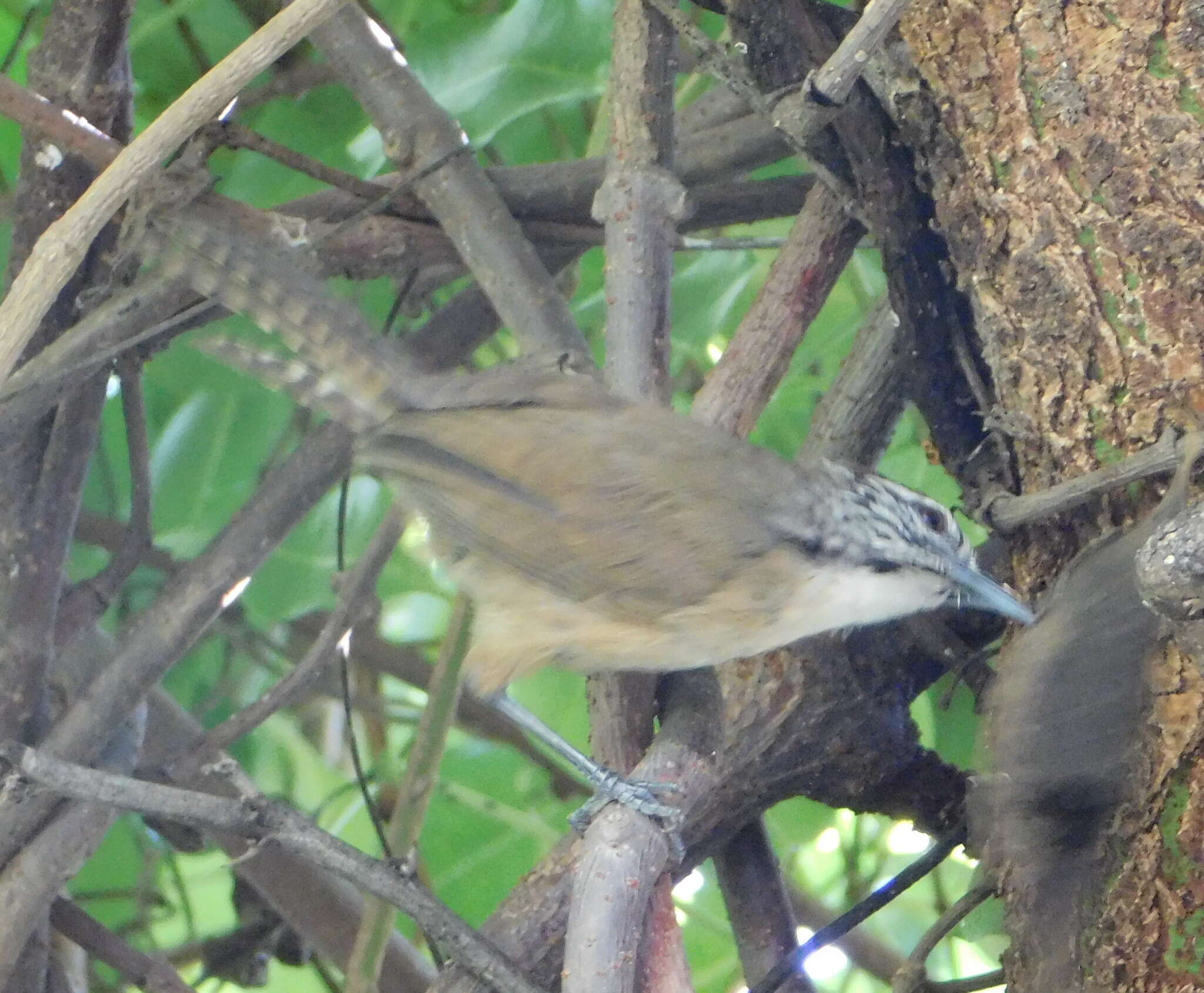 Image of Happy Wren