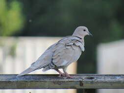 Image of African Collared Dove