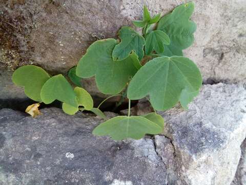 Image de Passiflora subpeltata Ortega