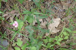 Слика од Strophostyles umbellata (Willd.) Britton