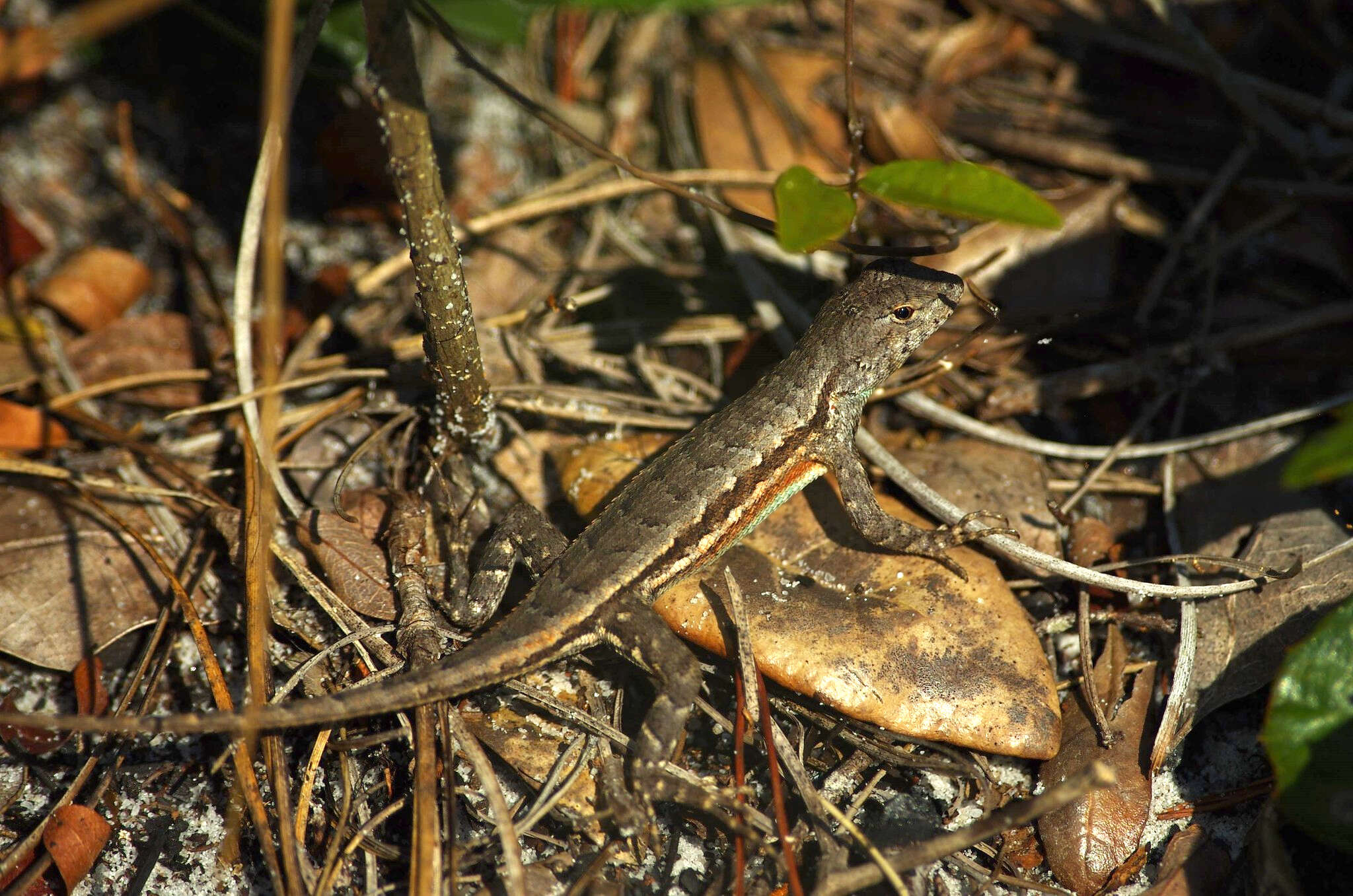 صورة Sceloporus woodi Stejneger 1918