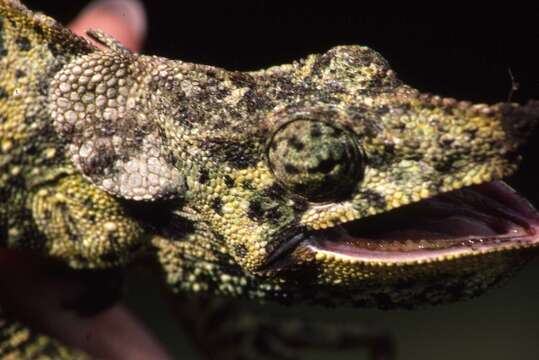 Image of Giant One-Horned Chameleon