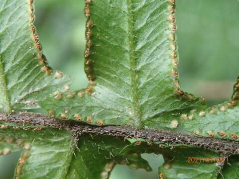 Image of Microlepia hookeriana (Wall.) C. Presl