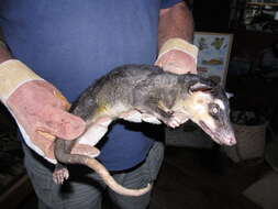 Image of Anderson's Four-eyed Opossum