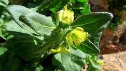 Image of white henbane