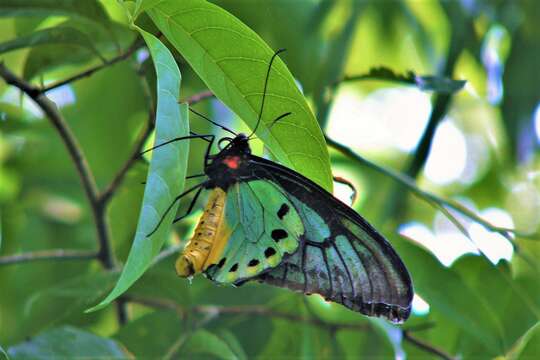 Image de Ornithoptera priamus (Linnaeus 1758)