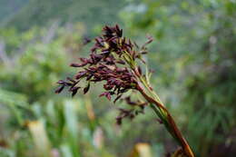 Слика од Machaerina iridifolia (Bory) T. Koyama