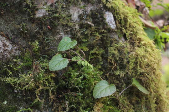 Image of Meehan's mint