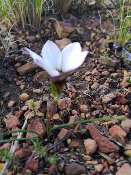 Image of Romulea atrandra var. atrandra