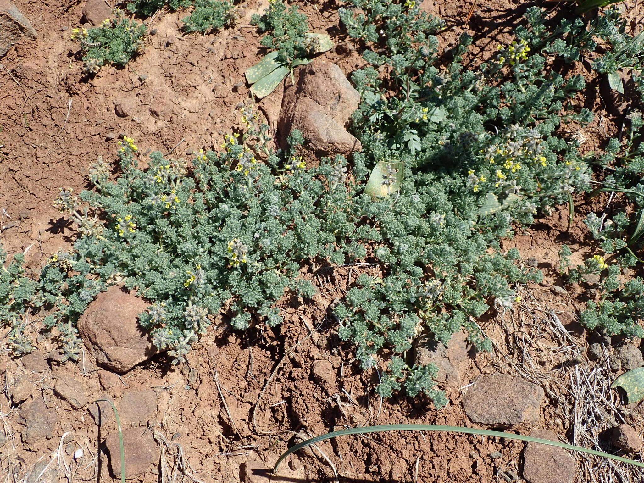 Plancia ëd Lotononis hirsuta (Thunb.) D. Dietr.