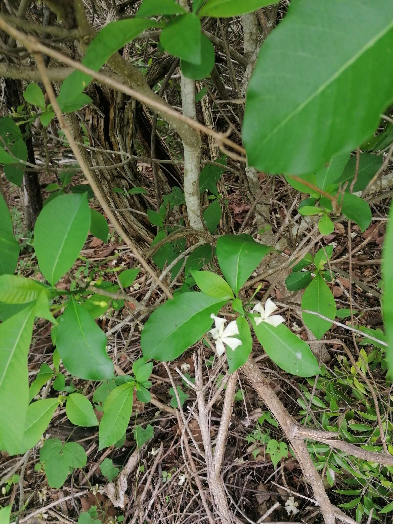 Image of Tabernaemontana amygdalifolia Jacq.