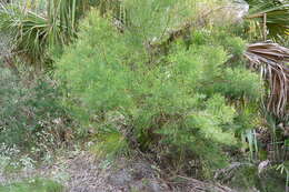 Image of saltwater false willow