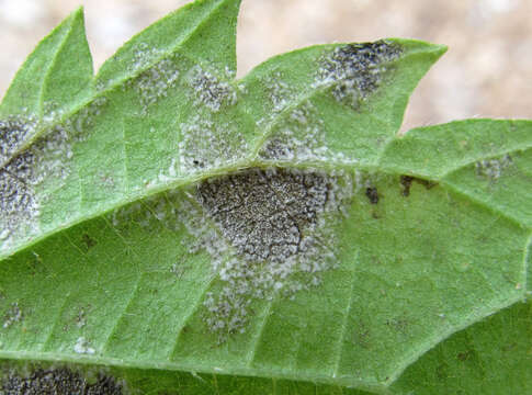 Image of Pseudoperonospora urticae