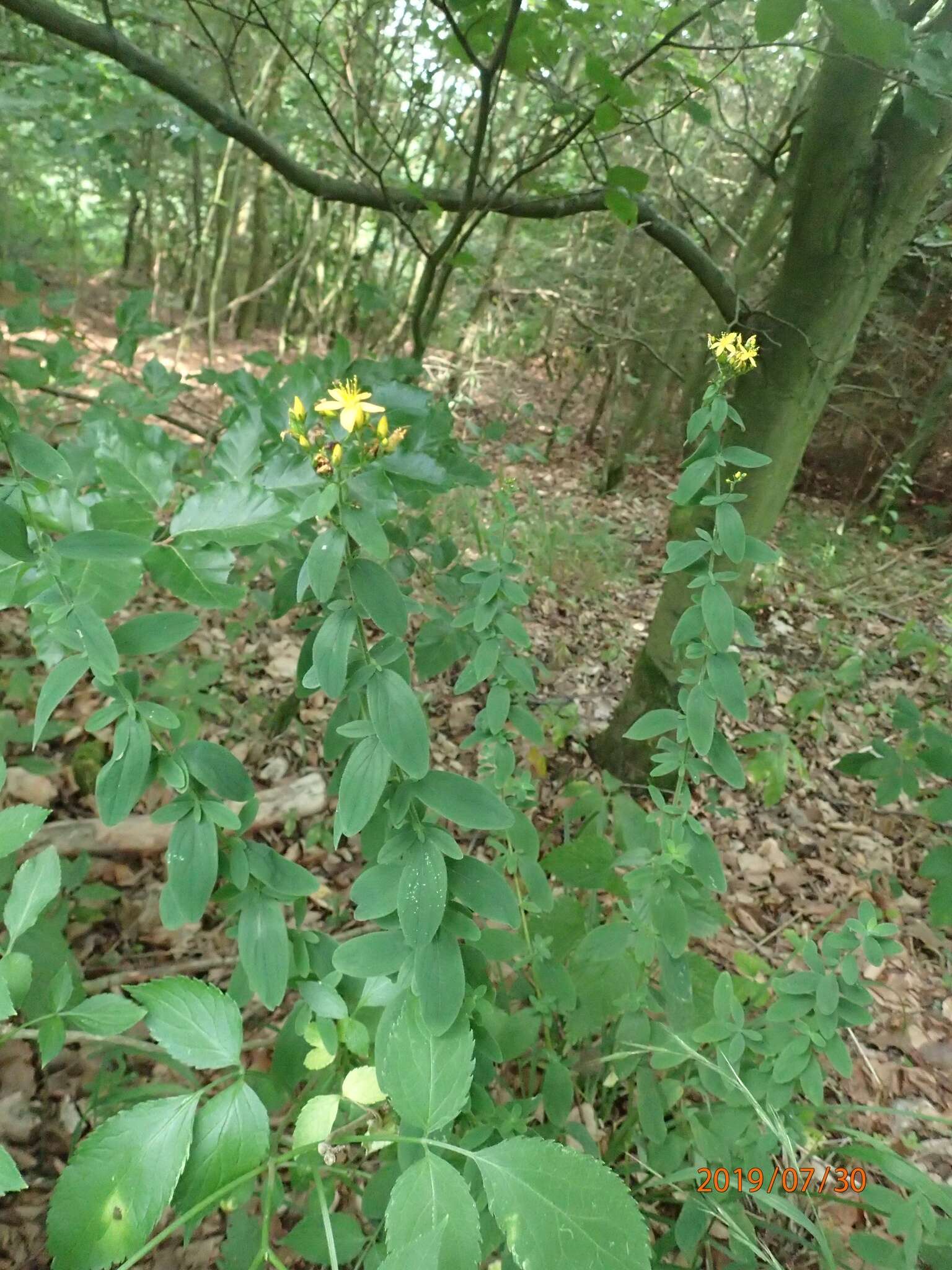 Image de Millepertuis herisse