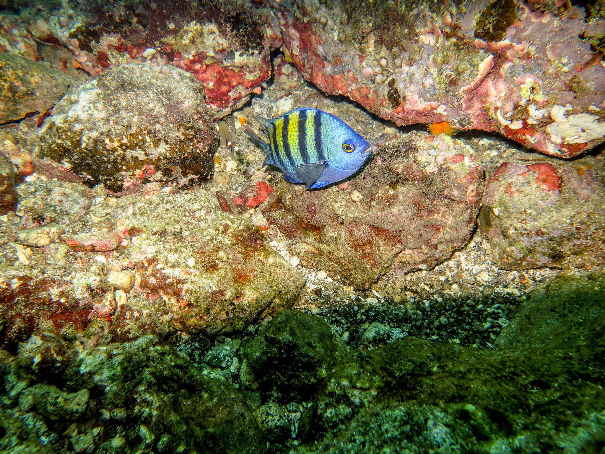 Image of Panama sergeant major