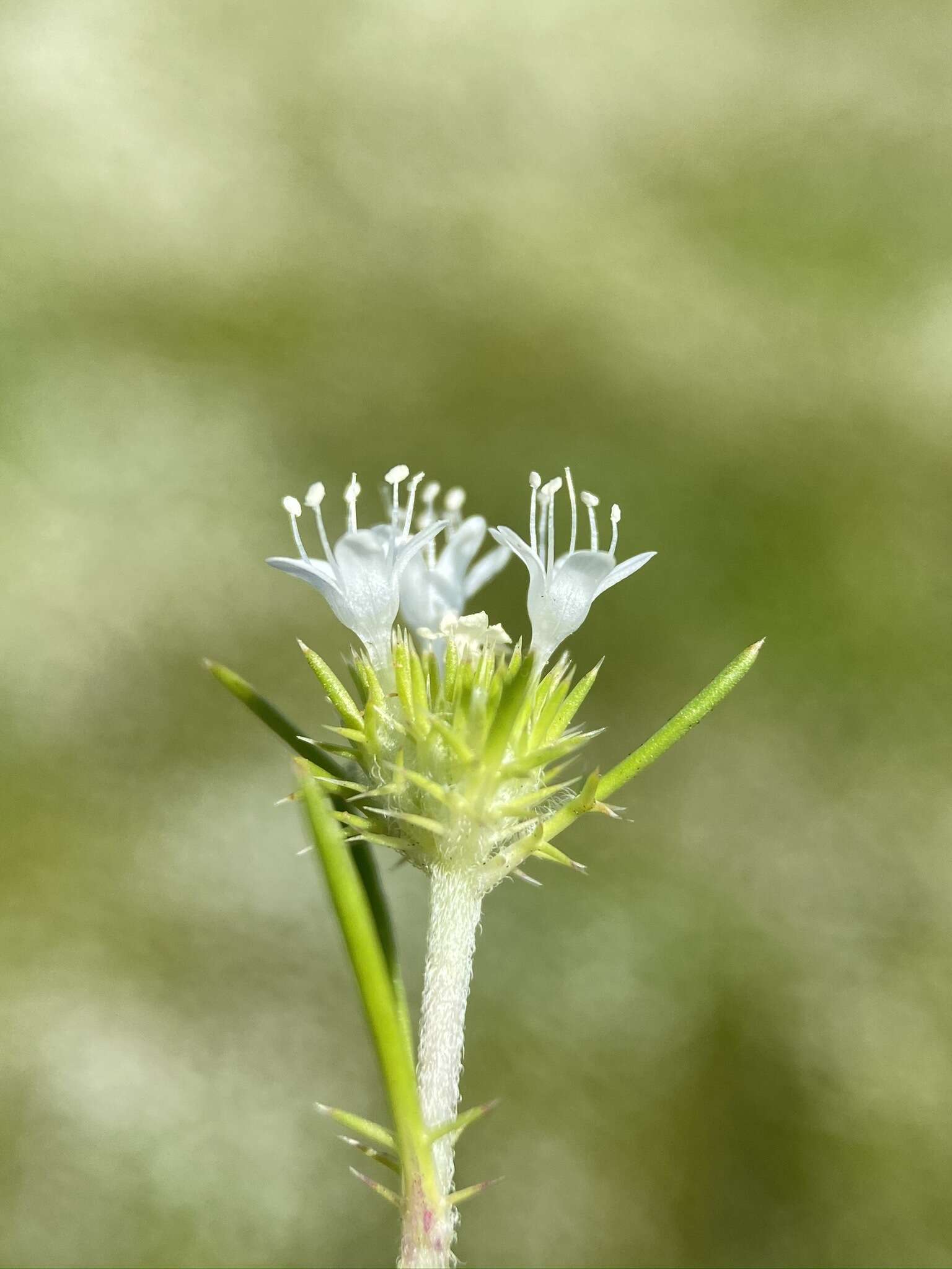 Image of whitehead navarretia