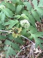 Image of Fendler's Waterleaf