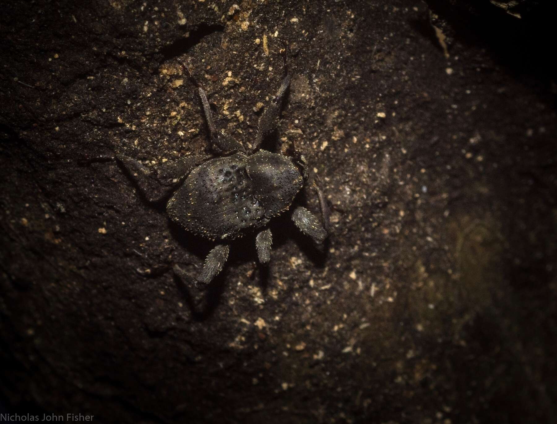 Image of Onidistus araneus Pascoe 1870