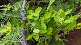 Image of Buxus liukiuensis (Makino) Makino