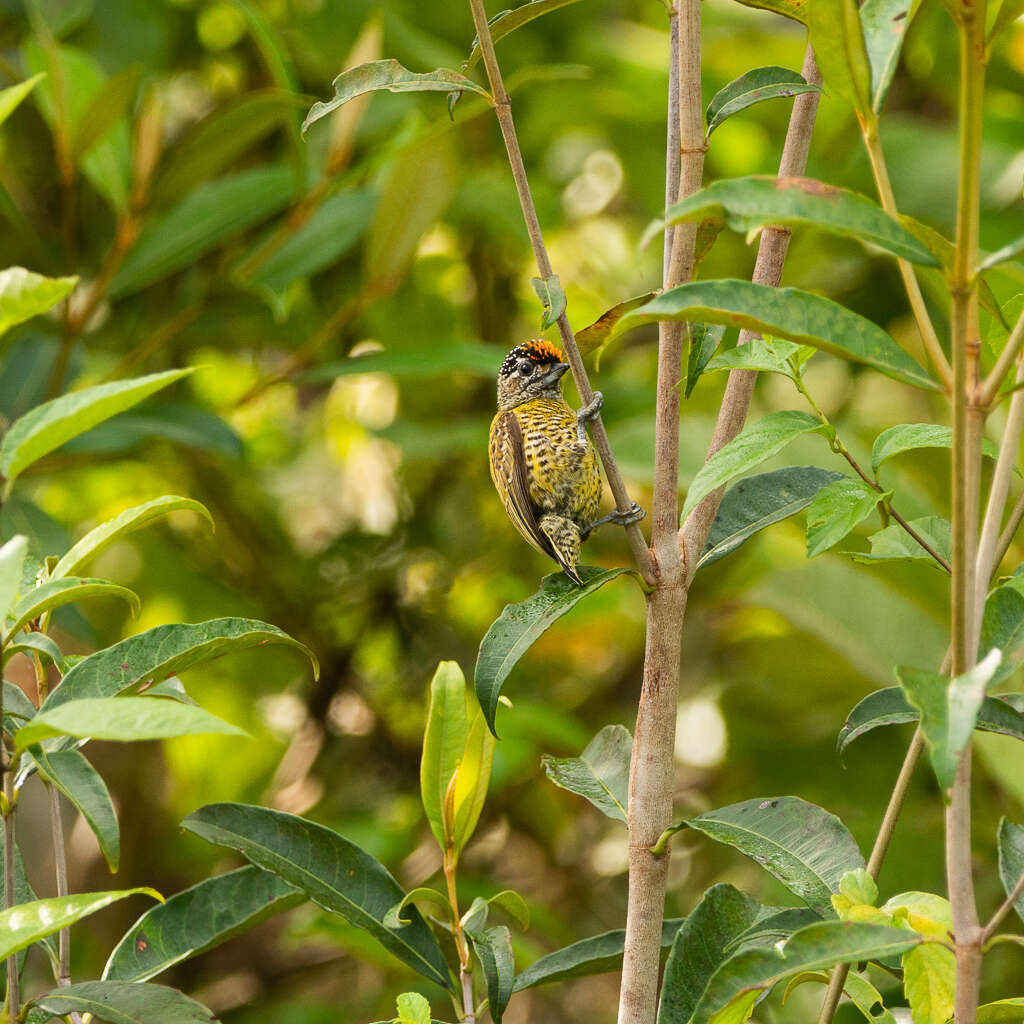 Image of Golden-spangled Piculet