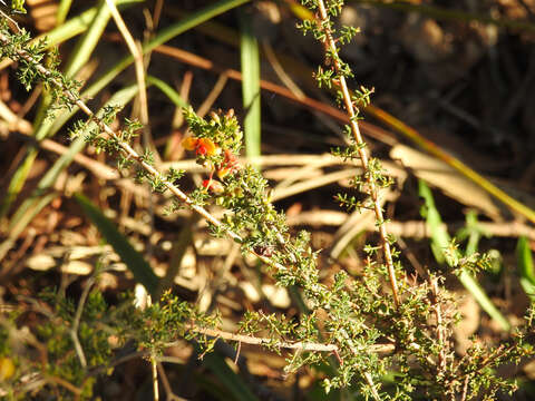 Image of Dillwynia phylicoides A. Cunn.