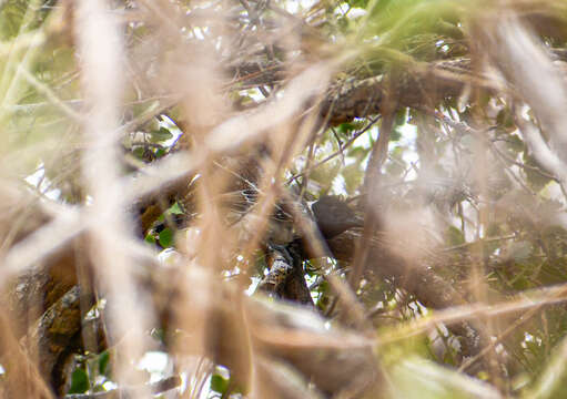 Image of Collared Antshrike