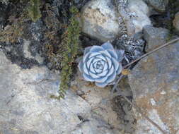 Image of Echeveria peacockii Croucher