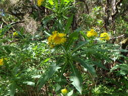 Imagem de Sonchus congestus Willd.