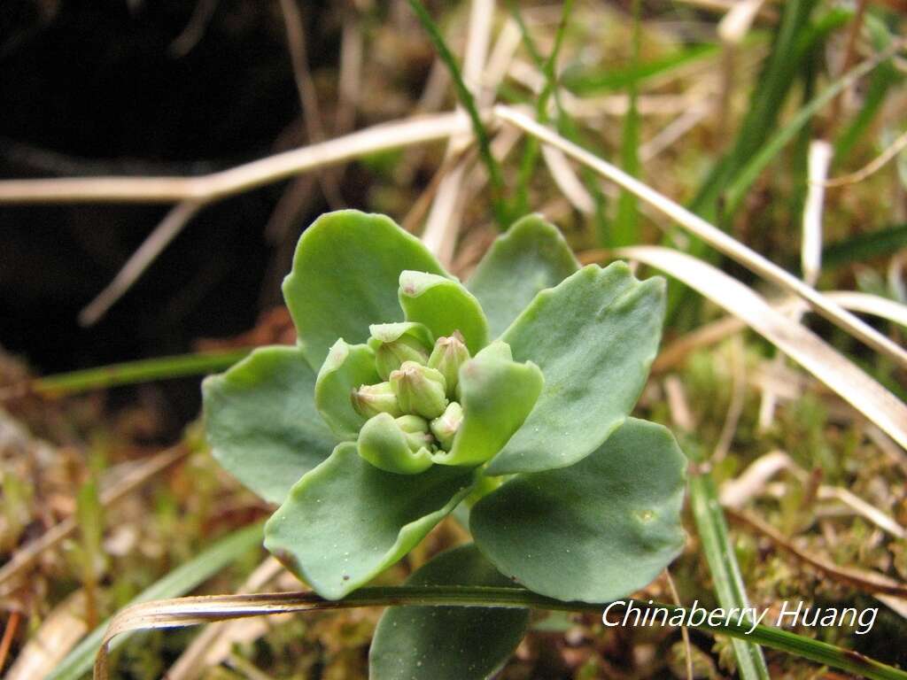 Sivun Phedimus subcapitatus (Hayata) S. S. Ying kuva