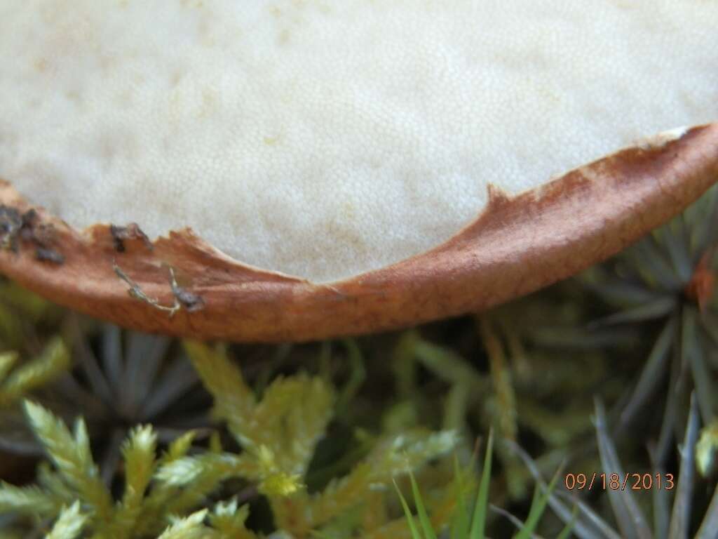 Image of Leccinum vulpinum Watling 1961